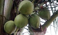 Trái dừa Việt Nam đáp ứng yêu cầu xuất khẩu vào thị trường Hoa Kỳ