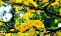 Trả lời thư thính giả về các loài hoa đặc trưng Tết; bảo tàng lịch sử quân sự Việt Nam;các hoạt động tình nguyện xanh vì cộng đồng