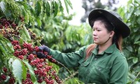 Xuất khẩu cà phê của Việt Nam sang Tây Ban Nha tăng hơn 100% về giá trị