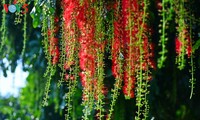 Lộc vừng 9 gốc Hồ Gươm trổ hoa đẹp như cây tổ phim Avatar