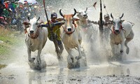 Đặc sắc Lễ hội đua bò Bảy núi tỉnh An Giang