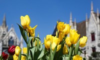 One million tulip flowers shine in Ba Na Hills