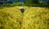 Ngất ngây sắc vàng rực rỡ của cánh đồng hoa cúc chi gần Hà Nội