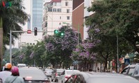 Hoa bằng lăng khoe sắc “nhuộm tím” đường phố Hà Nội