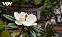 Về chùa Bối Khê, Hà Nội chiêm ngưỡng vẻ đẹp tinh khiết của hoa sen đất