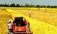 Vietnam se esfuerza por construir el nuevo campo