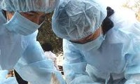Vietnam despliega medidas urgentes para controlar gripe aviar