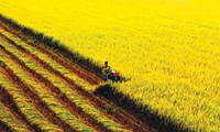 Vietnam prioriza inversiones en desarrollar la agricultura y las zonas rurales