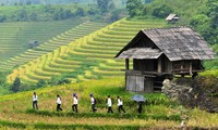 Arroz en terrazas, reliquia nacional de Vietnam