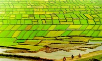 Cultivo del arroz de agua de la etnia mayoritaria Kinh
