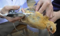 Casos contagiados con gripe aviar H7N9 en China ascendieron a 60