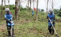 Crecen árboles en tierras liberadas de explosivos en Vietnam
