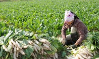 El Gobierno vietnamita se esfuerza por erradicar la pobreza