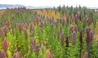 Chile ayuda a cultivar la quinua en Vietnam