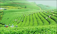 Ayuda danesa de 100 millones de dólares para desarrollo verde de Vietnam