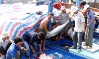Provincia de Phu Yen promueve la explotación de atún