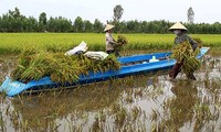 Reestructuración agrícola: tarea importante de Vietnam