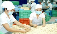 Aumenta valor exportable del anacardo de Vietnam en 2013