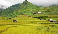 Ejemplos en construcción de grandes arrozales en provincia montañosa de Yen Bai