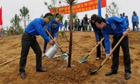 Promueven movimiento de reforestación en Da Nang