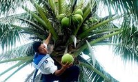 Nam Yet, isla de cocos 