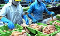 Congreso norteamericano dificulta la venta de pescados sin escamas de Vietnam