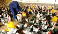Implementan medidas orientadas en prevención  de gripe aviar 