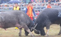 Primera lidia de búfalos en Hanoi