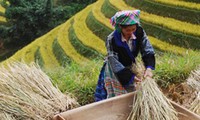 Nivel agrícola admirable de étnicos vietnamitas