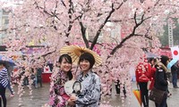 Festival japonés de Flores de Cerezo 2014 atrae público vietnamita