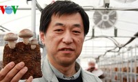 Resurrección de tierra muerta Rikuzen Takata en Japón