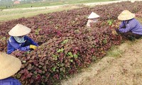Zonas de producción agrícola centralizada en Quang Ninh