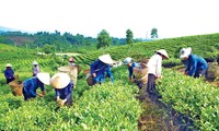Vietnam aboga por reducción sostenible de pobreza