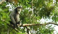 Instan a conservación sostenible de fauna salvaje en Vietnam