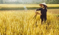 Vietnam se esfuerza en garantizar la seguridad alimentaria en la región 
