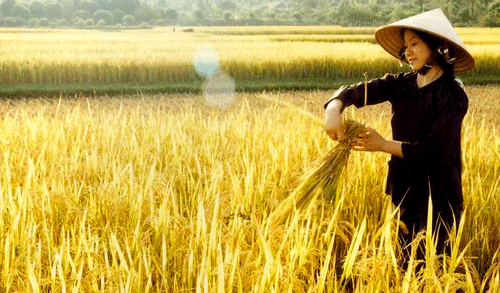 Promueven reestructuración de sector de arroz en Delta del Río Mekong