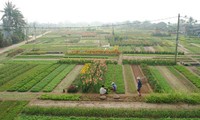 Visitantes experimentan el cultivo de verduras en Tra Que-Hoi An