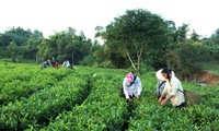 Optimizan recursos internos en el desarrollo rural en Tan Trao