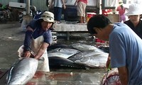 Provincia de Phu Yen aplica modelos de procesamiento de atún en cadenas de valor