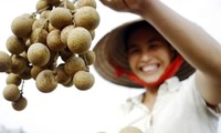 Despierta el potencial de la fruta de longan en la nueva ruralidad de Hung Yen
