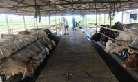 Cuatro jóvenes exitosos en ganadería bovina