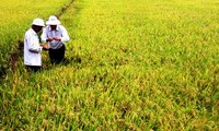 Vietnam reestructura agricultura hacia la sostenibilidad