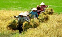 Impulsan Vietnam exportación con vistas a cadena de valores añadidos