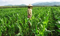  Cambio de cultivo alivia la pobreza en Bac Kan