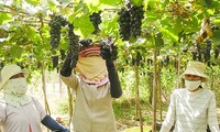 Cultivo de uvas en Ninh Thuan para el desarrollo sostenible