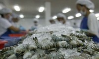 Disminuyen impuesto antidumping para camarones exportados por Vietnam