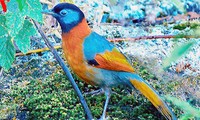 Especies de aves preciosas en Vietnam