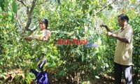 Modelo de cultivo especial en huerto familiar en provincia Binh Phuoc