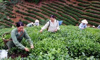 Se consolida desarrollo rural en tierra revolucionaria de Tan Trao