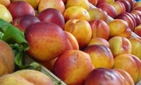 Polonia firma acuerdo con Vietnam para exportar manzana a este mercado